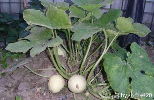 农人小松吃绞瓜视频,体验田园生活与美味佳肴