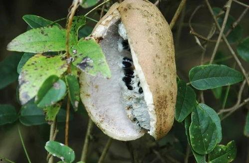 吃八月瓜录视频,记录自然馈赠的甜蜜时光