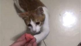 带你吃瓜猫猫搞笑视频大全,笑料横生！带你领略“带你吃瓜猫猫搞笑视频大全”的欢乐时光
