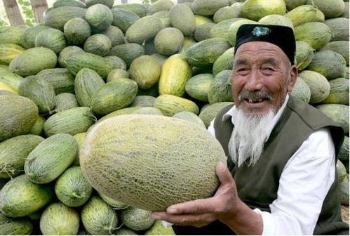 街头挑战吃哈密瓜视频,一瓜当先，哈密瓜盛宴来袭！