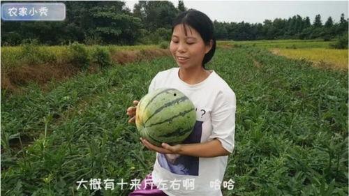 姑娘去摘西瓜吃瓜视频播放,姑娘摘瓜吃瓜视频走红网络