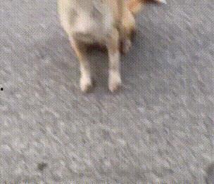 幼犬可以吃三月瓜吗视频,视频揭秘幼犬饮食安全