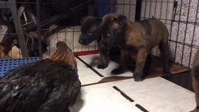 播放大狗狗吃瓜视频下载,萌态十足引网友热议