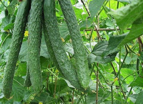 梨瓜嫩苗可以吃吗视频,美味营养的绿色食材探索