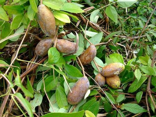 农村人吃八月瓜视频,农村人共享田园美味时光