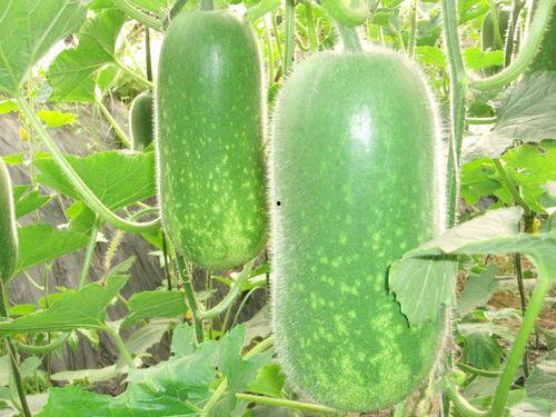 猎奇视频大全吃瓜,揭秘网络吃瓜群众的狂欢盛宴