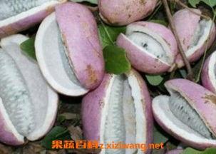 吃八月瓜的视频没什么籽,八月瓜无籽美味分享