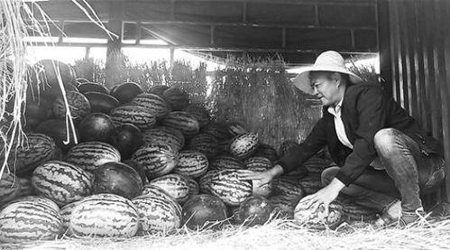 禹州吃瓜群众事件视频,网络围观下的社会现象剖析