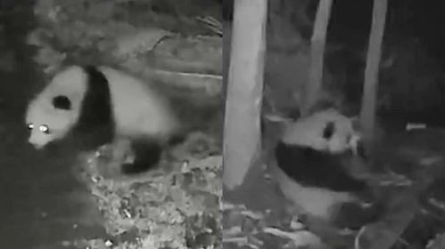 奶牛猫吃瓜的视频图片,萌态十足引网友热议