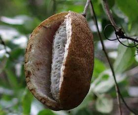 摘野生八月瓜吃可以吗视频,美味与健康的天然馈赠