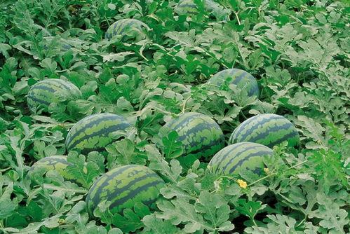 大学生到家吃瓜视频大全,大学生到家吃瓜视频大盘点